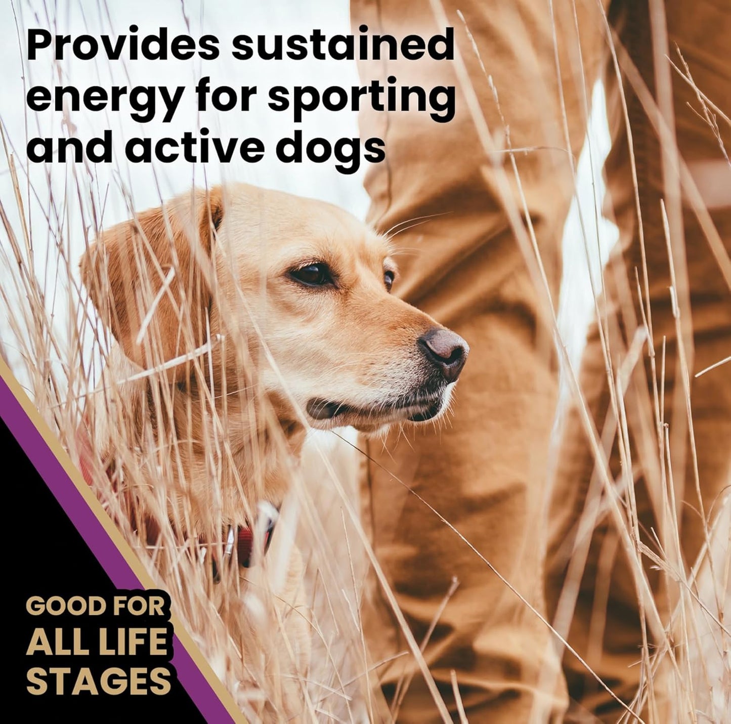 VICTOR Super Premium Dog Food – Professional Dry Dog Food – Super Premium Kibble with 26% Protein – Gluten-Free with Beef, Chicken & Pork Meals – for High Energy and Active Dogs & Puppies, 30lbs