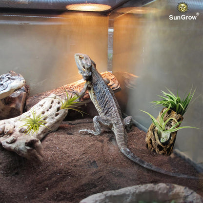 SunGrow Cholla Wood, 6” Climbing Logs, Chew Toy, Aquarium Fish, Snail, and Shrimp Driftwood, Tropical Freshwater Fish Décor, Adds Raw Beauty, 3 Pack