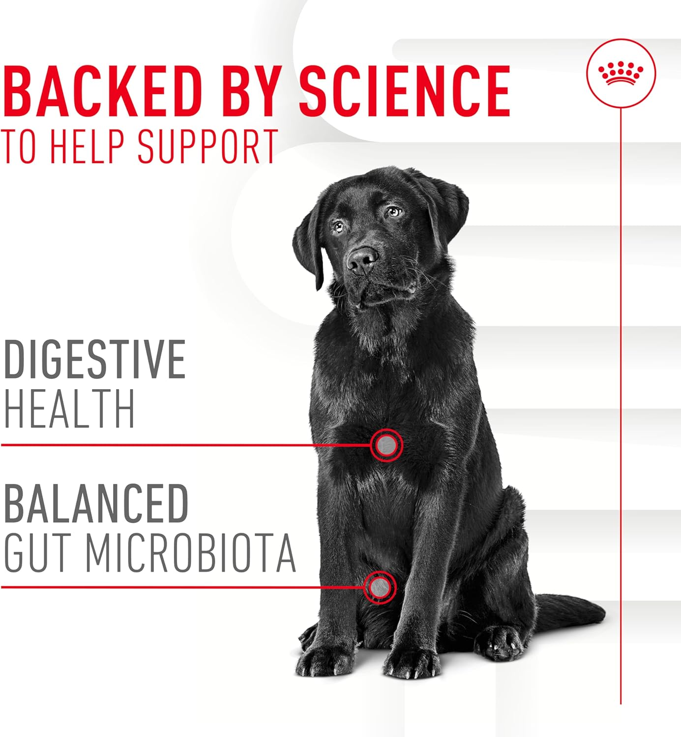 Royal Canin Digestive Dog Supplement Soft Chews for Adult Dogs, 60 Count