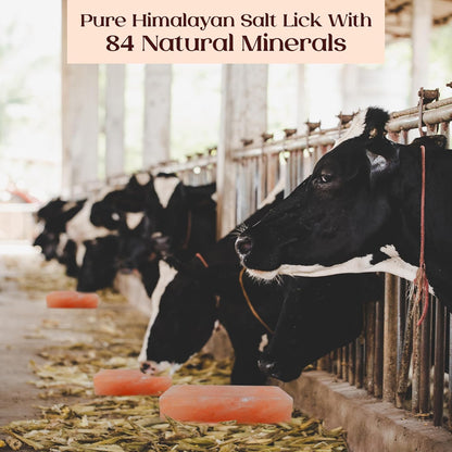 POHS Himalayan Animal Salt Lick, 8x4x2 Natural Mineral Salt Block, Pack of 1, 5.5 lbs