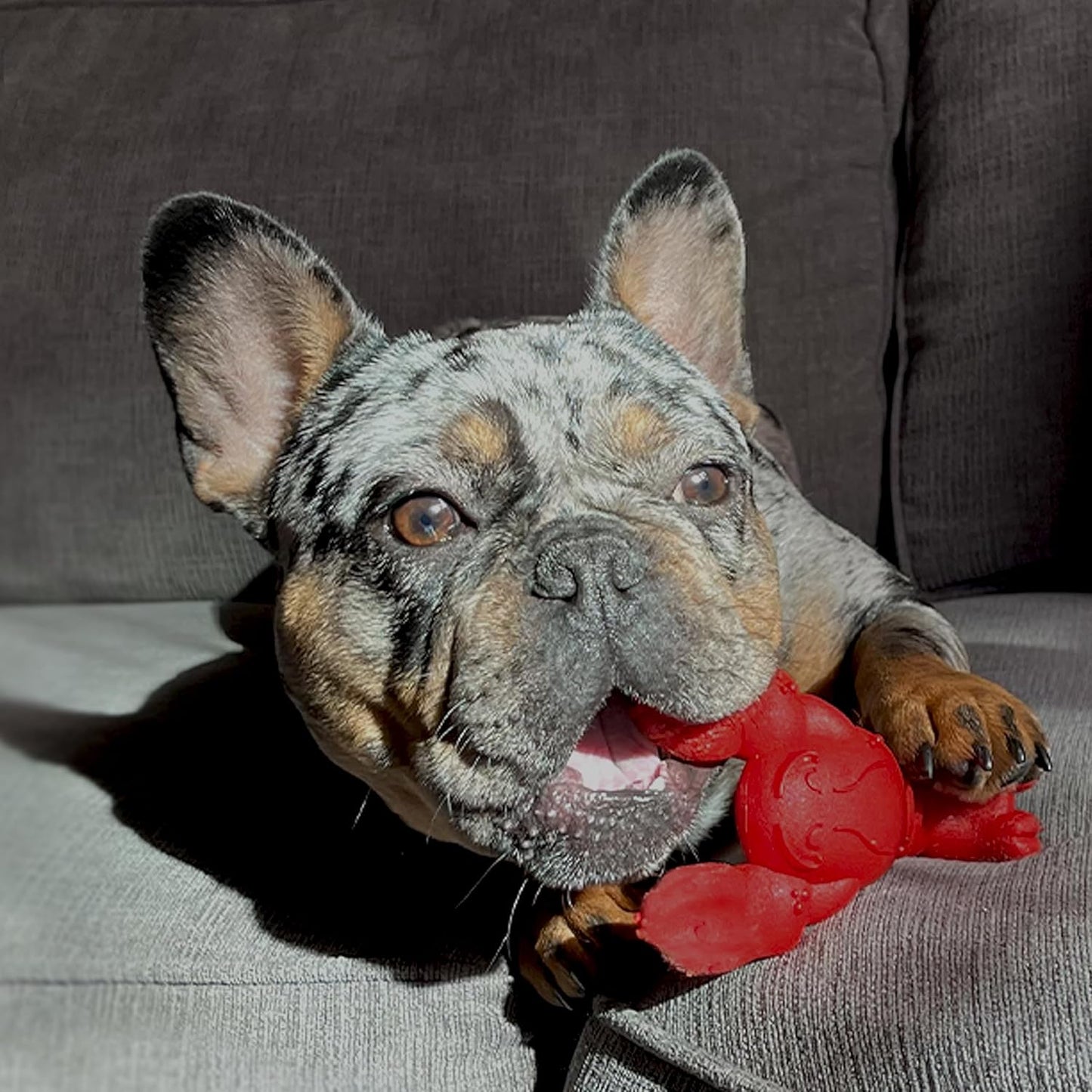 Nylabone Lobster Power Chew Toy for Dogs, Dog Toys for Aggressive Chewers, Filet Mignon Flavor, Small Dogs - Up to 25 Ibs, 1 Count