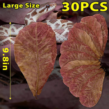 30PCS Premium Indian Almond Leaves - 9.8in Large Catappa Leaf for Snakes, Betta Fish, Shrimp, Aquarium - Release Natural Tannins, Water Softener, Bioactive Leaf Litter for Corn Snake, Ball Python