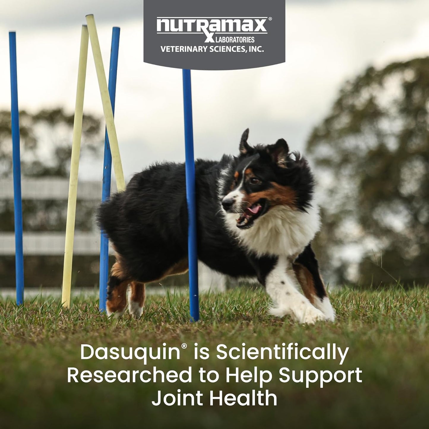 Nutramax Dasuquin with MSM Chewables, Large Dog, 150 Count