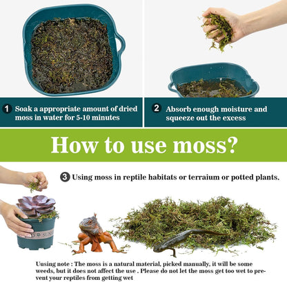 Sukh Sphagnum Moss for Reptiles - Terrarium Reptiles Moss Green Dried Peat Moss Habitat Bedding Moss for Snakes Turtle Frog Gecko and Other Reptiles Substrate (5, Ounces)