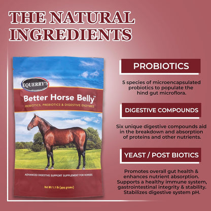 EQUERRY'S Better Horse Belly – Gut Support Supplement with Probiotics, Prebiotics & Digestive Enzymes | for Colic and Digestive Upset, 1.1LB