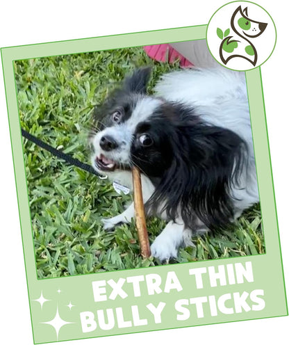 Nature Gnaws Extra Thin Bully Sticks for Small Dogs 5-6" (10 Count) - Long Lasting for Light Chewers and Puppies - Natural Beef Dog Chew Bones