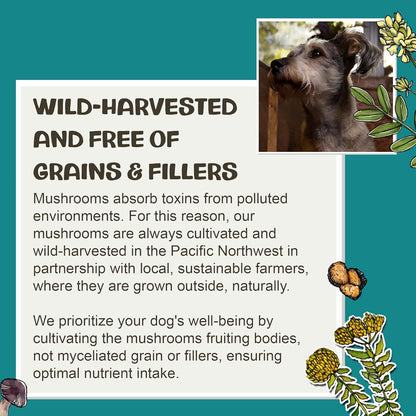 MycoDog Digest - Digestive Support Mushroom Supplement for Dogs - Holistic Gut Support - Adaptogens & Functional Mushrooms for Microbiome Balance, Probiotic Alternative