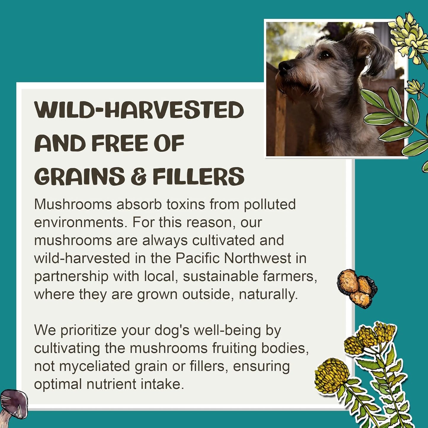 MycoDog Digest - Digestive Support Mushroom Supplement for Dogs - Holistic Gut Support - Adaptogens & Functional Mushrooms for Microbiome Balance, Probiotic Alternative