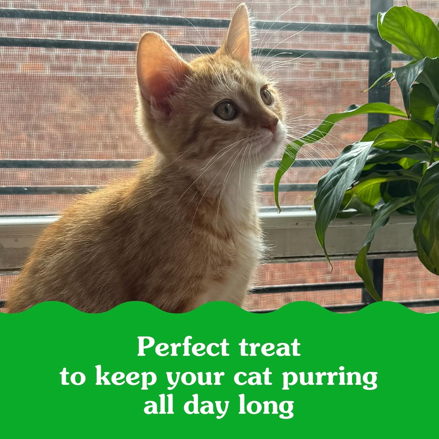 Greenies Feline Smartbites Healthy Kitten Treats, Crunchy and Soft Natural Cat Treats, Chicken Flavor, 16 oz Tub