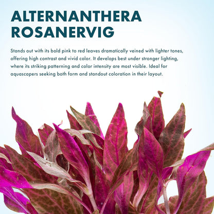 SubstrateSource Live Aquarium Red Stem Plants - Freshwater Aquatic Plant for Fish Tanks, Aquascaping - (Alternanthera Reineckii Rosanervig, 1 Bunch)