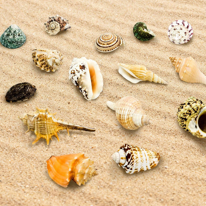 15 Pcs of Medium and Large Hermit Crab Shells Natural Conch Size 1.6-3.5 in, Opening Size 0.6-1.8in. Growth Turbo Shells Suitable for Natural Hermit Crab Supplies Conch Ornaments