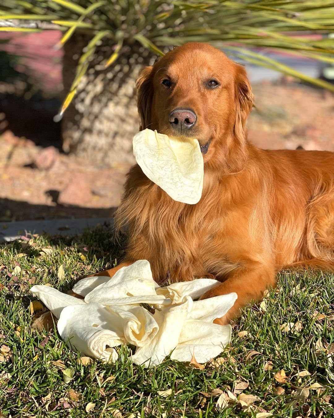 Redbarn Braided Bully & Cow Ears Value Bundle for Large Dogs - Natural Single Ingredient Rawhide Free Chews