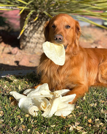 Redbarn Braided Bully & Cow Ears Value Bundle for Large Dogs - Natural Single Ingredient Rawhide Free Chews