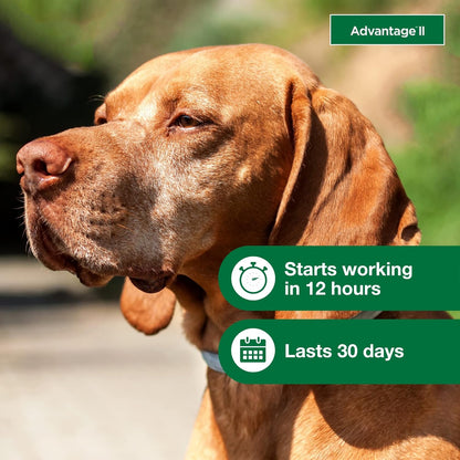 Bundle of Advantage II Large Dog| Dogs 21-55 lbs. | 4-Month Supply + Pet Protect Dog Digestive Health Supplement | 60 Chews
