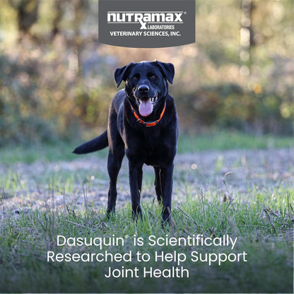 Nutramax Dasuquin for Large Dogs, Joint Health Supplement, Contains Glucosamine for Dogs, Plus Chondroitin, ASU and More, Supports Healthy Joints, Soft Chews, 84 Count