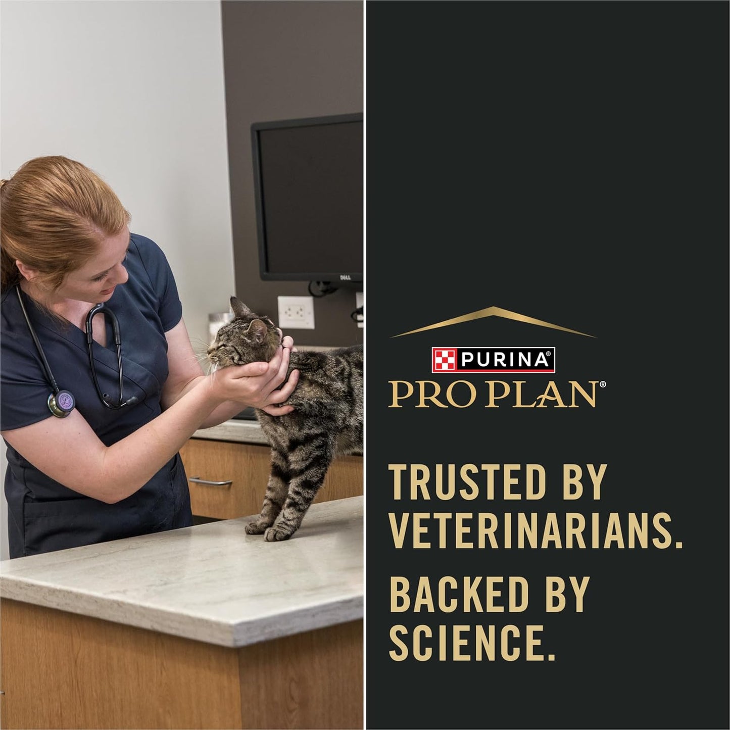 Purina Pro Plan Sensitive Skin and Stomach Adult Cat Food Salmon and Rice Formula - 7 lb.