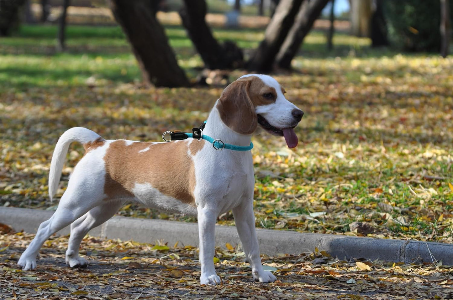 Braided Round Martingale Dog Collar, Training Collar with Slidable Stop Ring and Adjustable Stopper - Ideal for Medium Dogs (M(1/3") - 18" Long, Light Blue)