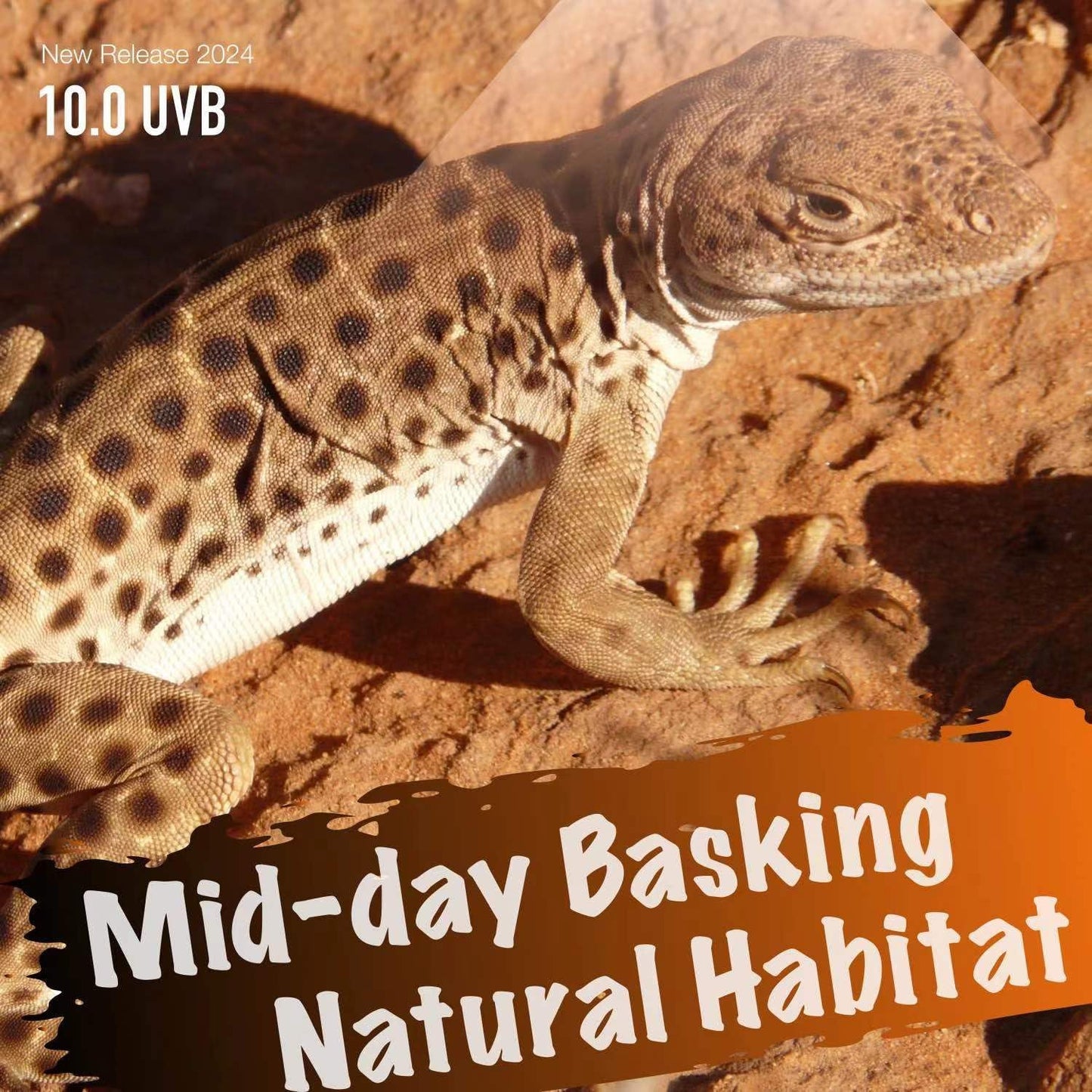 UVB Reptile Light, 13W, UVB10.0 Bulb, UVA UVB Reptile Light Bulb Lamp for Bearded Dragon, Tortoise UVB Bulbs for Desert Reptiles Tank Accessories