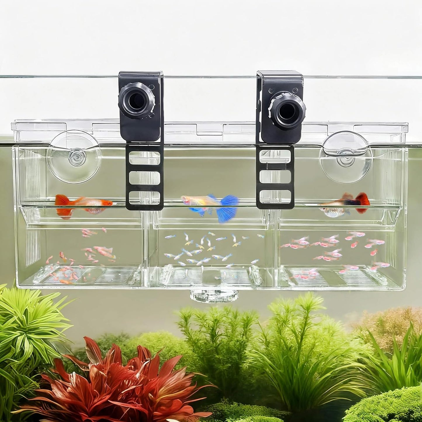 Triple-Chamber Aquarium Fish Breeder & Isolation Box, Transparent Hatching Incubator Tank with Suction Cups & Hook, Nursery for Livebearer Guppy Fry Breeding and Betta Fish, Shrimp Quarantine
