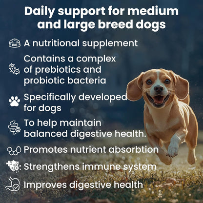 Bio PetActive Synbioflora Digestive Support for Medium and Large Breed Dogs | Probiotics & Prebiotics Supplement | Supports Digestion, Gut & Stomach Health | Helps with Diarrhea and Gas | 60 Chews