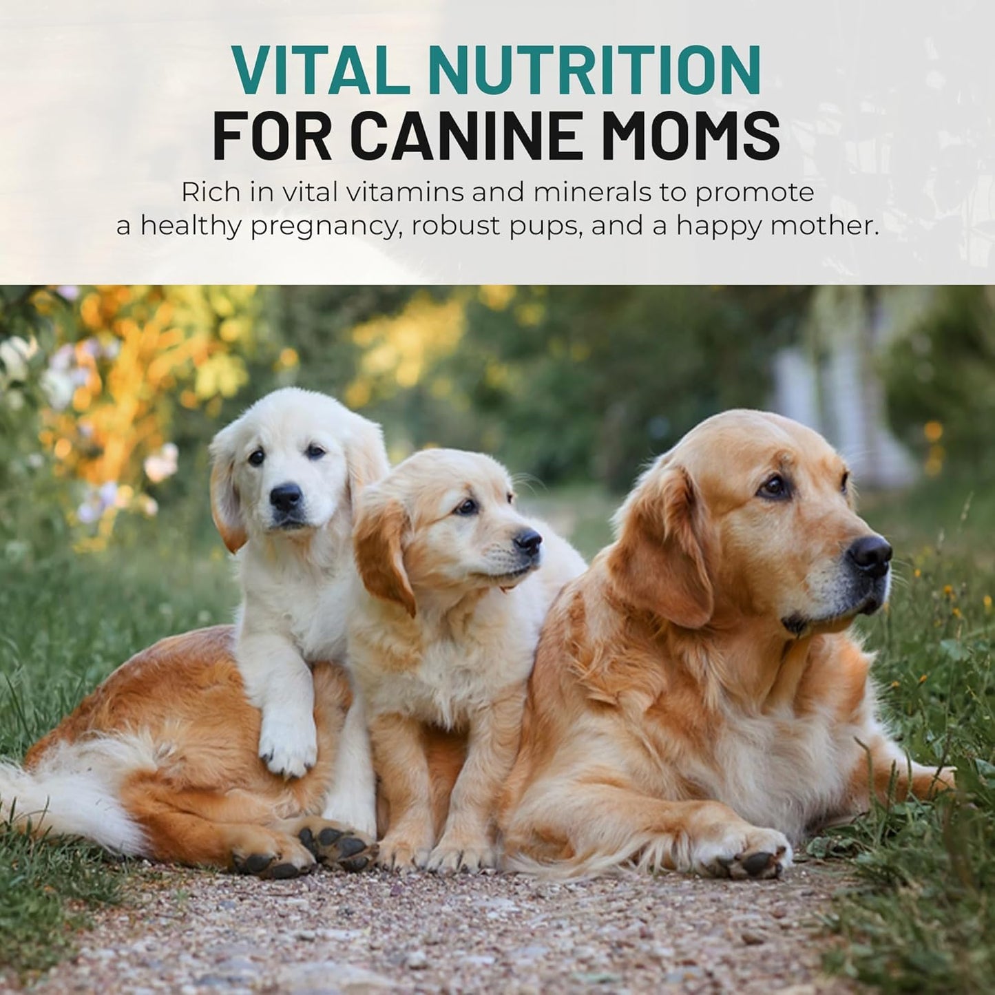 Dog Vitamins and Supplements - Chewable Dog Prenatal Vitamins for Large and Small Breed - Multivitamin Supplement for Health Support and Development - 120 Soft Chews