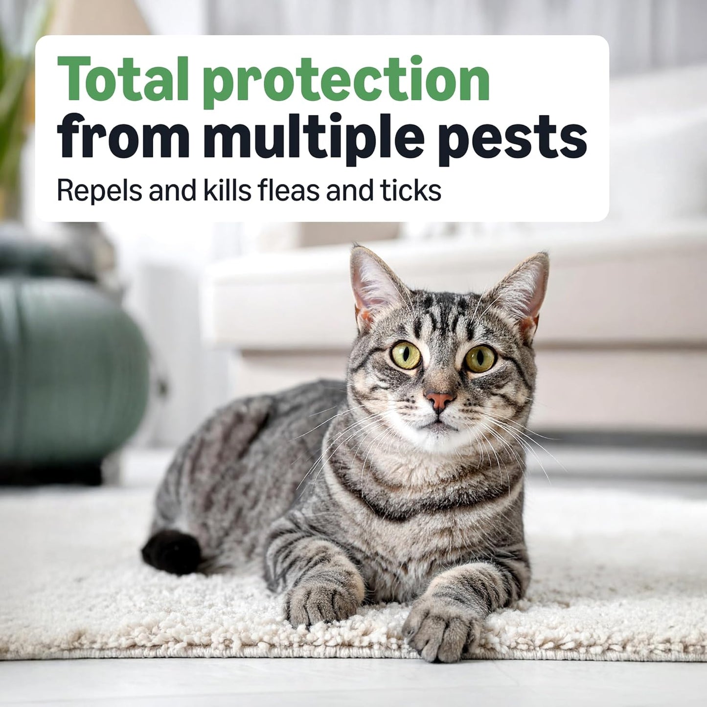Amazon Basics Flea and Tick Topical Treatment for Cats (Over 1.5 lbs), Fast Acting and Long Lasting, 6 Count, Packaging May Vary