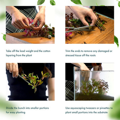 SubstrateSource Live Aquarium Red Stem Plants - Freshwater Aquatic Plant for Fish Tanks, Aquascaping - (Alternanthera Reineckii Rosanervig, 1 Bunch)