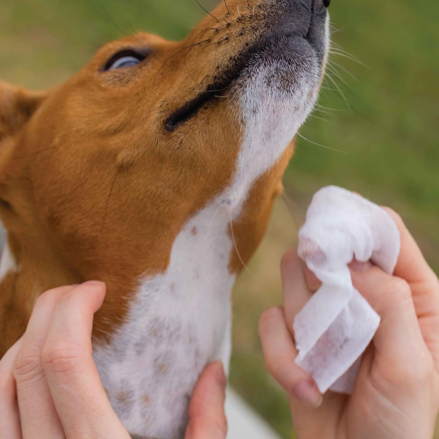 110 Pack Pet Grooming Wipes - Large & Extra-Large Sizes - Lavender, Aloe, & Unscented Variations - Hypoallergenic & Extra Durable - Perfect for Dogs & Cats, 8.6"x7.8"