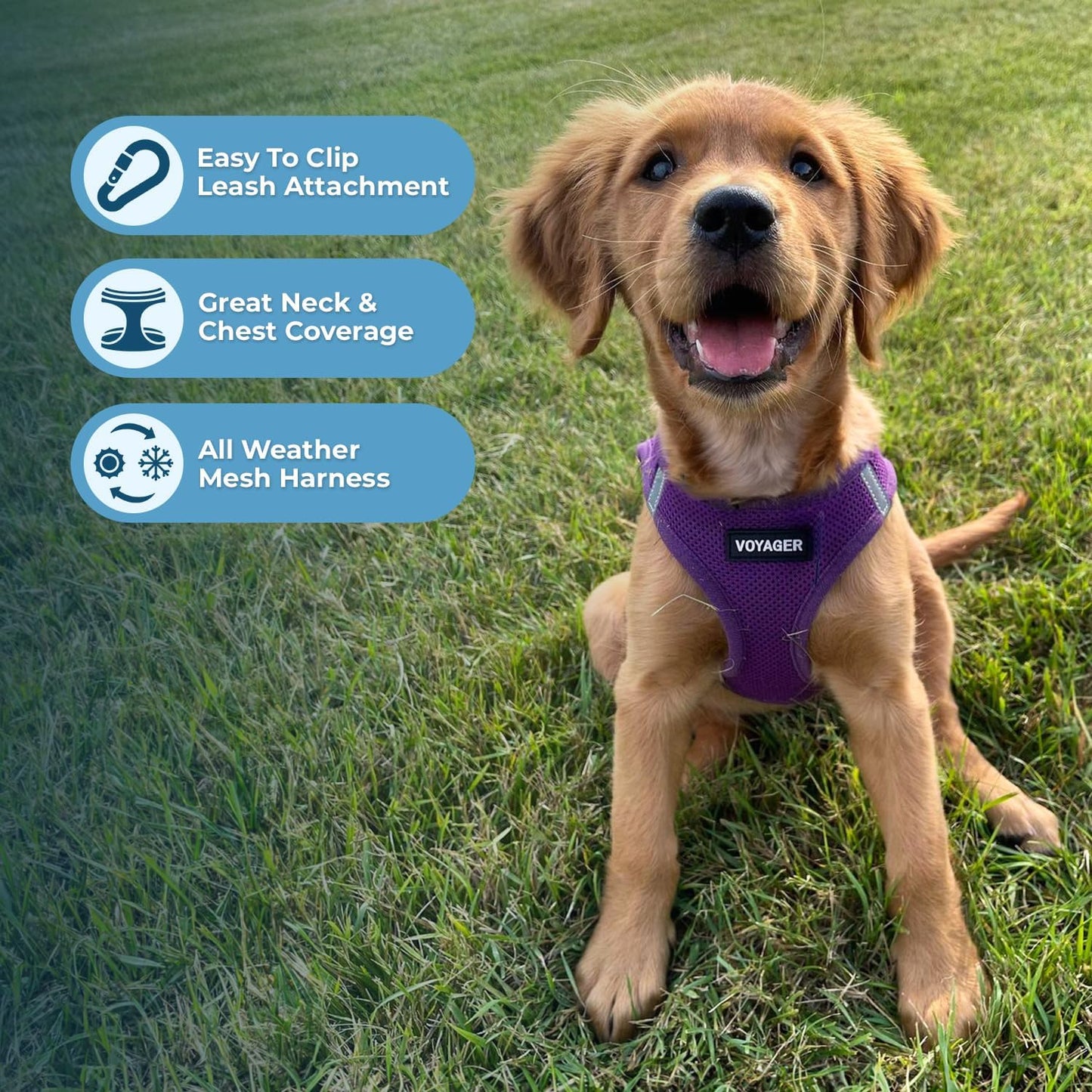 Best Pet Supplies Voyager Step-in Air Harness - All Weather Mesh, Reflective, No Pull Harness for Dogs, Cats - Secure with Hook & Loop Fastener, Buckle, Double D-Rings - Purple, XS