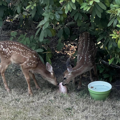 Himalayan Pink Deer Salt Lick on Rope Pack of 2 Natural Organic Mineral Intake Long Lasting Hunting Animal Salt Lick Block for Horses,Cattle,Sheep Livestock(4.8-6.6 lbs)