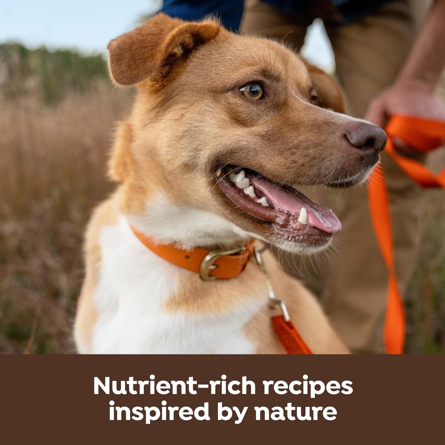 Nature’s Recipe Chicken, Barley & Brown Rice Recipe Dry Dog Food with Freeze Dried Chicken Bites 10.5 lb Bag