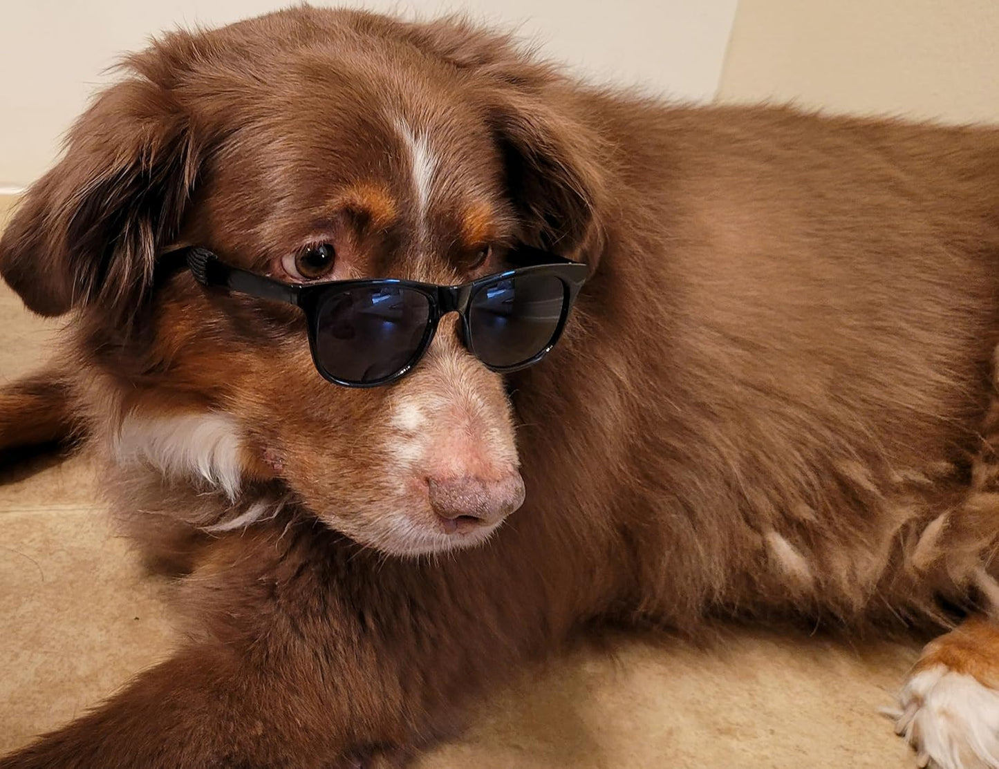 G006 Dog Medium Breeds 20-40 lbs Pet Cat 80s Costume Prop Sunglasses (Black)