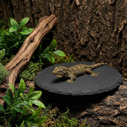 Reptile Basking Platform Rock Tortoise Turtle Rock Slate Plate Food Bowl Habitat Slate Bearded Dragon Basking Platforms Food Bowl Round Slates Tiles for Reptiles Crested Lizard FrogBearded, 6 × 6"