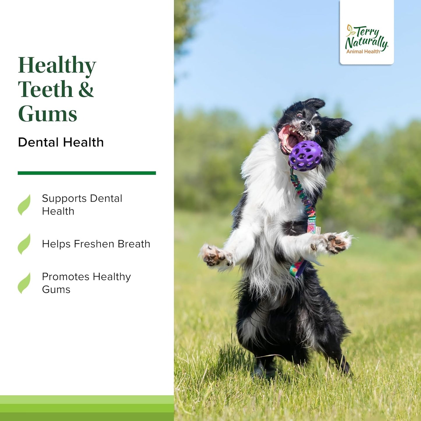 Terry Naturally Healthy Teeth & Gums - for Dogs- Supports Dental Health & Helps Freshen Breath - Supports Healthy Gums - 60 Tablets