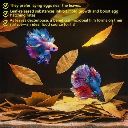 55+ Dried Longan Leaves (4-6 Inch) - Natural Terrarium Leaf Litter for Bioactive Setup, Isopods, Snakes, Frogs, Spiders, Betta Fish- Moisture Retention & Hiding Cover