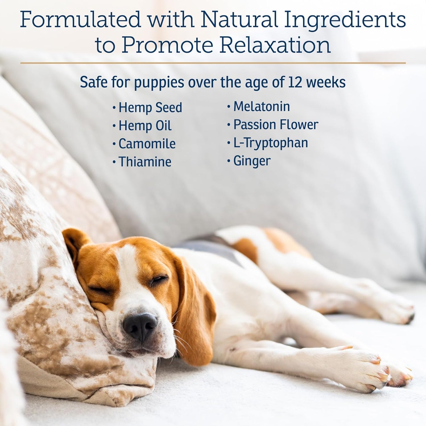 Rx Vitamins NutriCalm - Calming Care for Dogs with Valerian Root, Tryptophan, & Ashwagandha - Aids in Separation Anxiety Relief for Dogs and Stress Relief - Road Trip Essentials & Relaxant - 50ct