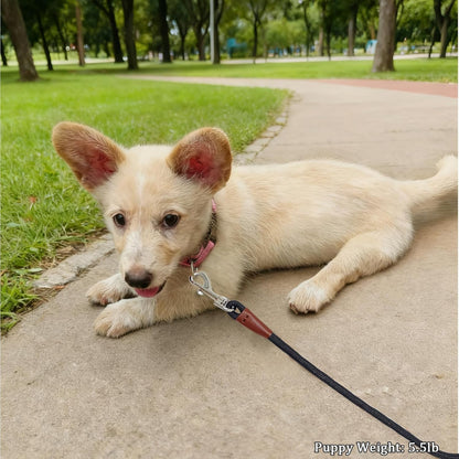 WYuZe 5ft Puppy Leash for Small Dogs (Black Clasp + Silver Clasp)