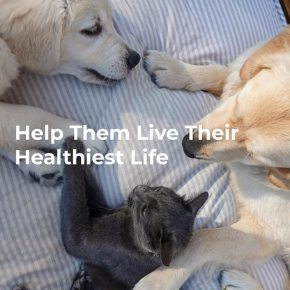 YOUNGEVITY Arthrydex Complete Nutritional Supplement | Vitamins Amino Acids Enzymes | Pets Healthy Bones & Joints -1 lb Canister