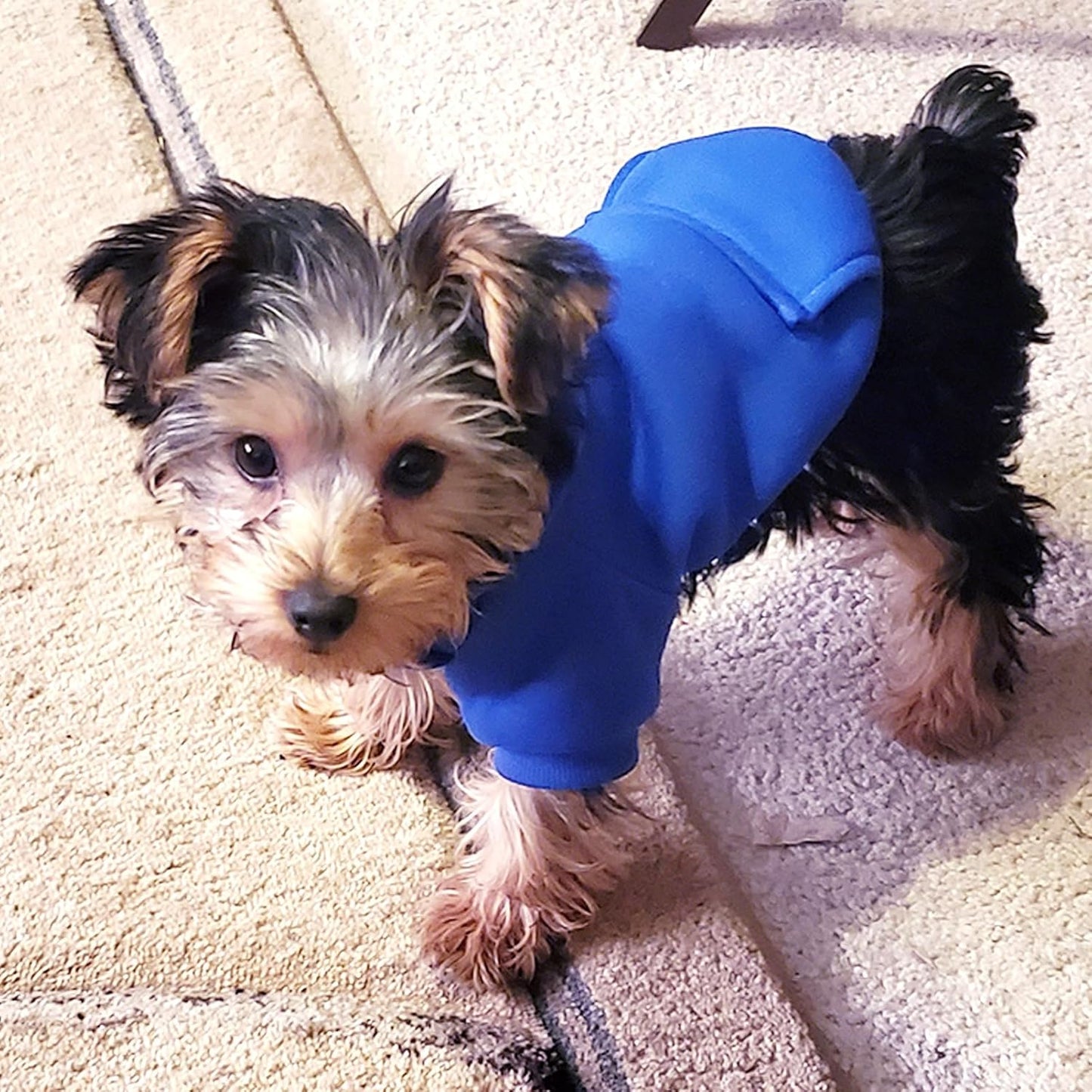 Jecikelon Winter Dog Hoodie Sweatshirts with Pockets Warm Dog Clothes for Small Dogs Chihuahua Coat Clothing Puppy Cat Custume (Dark Blue, Small)