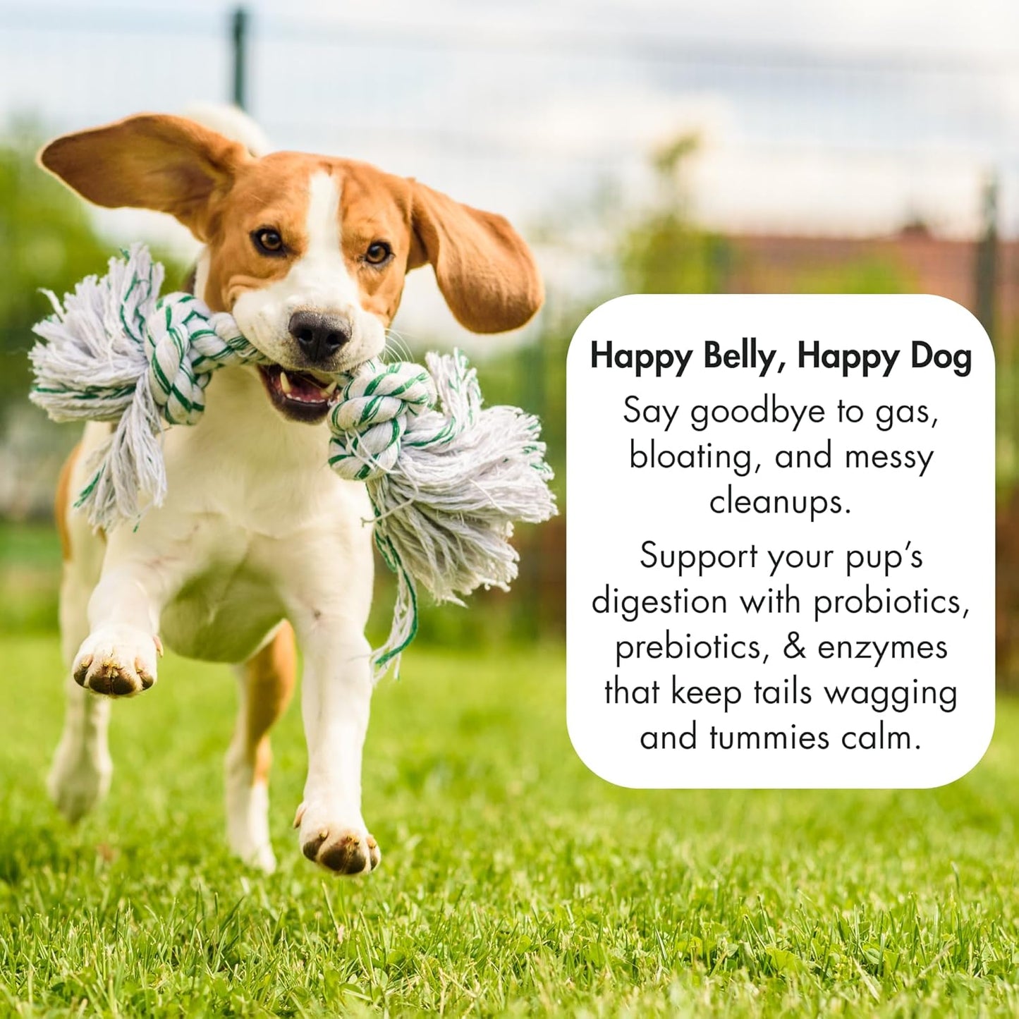 3-in-1 Digestive Support – Extra Strength Probiotics, Prebiotics & Digestive Enzymes for Dogs – Gut Health + Immunity + Diarrhea & Bowel Support – 2.4 Billion CFU – 60 Dog Chews