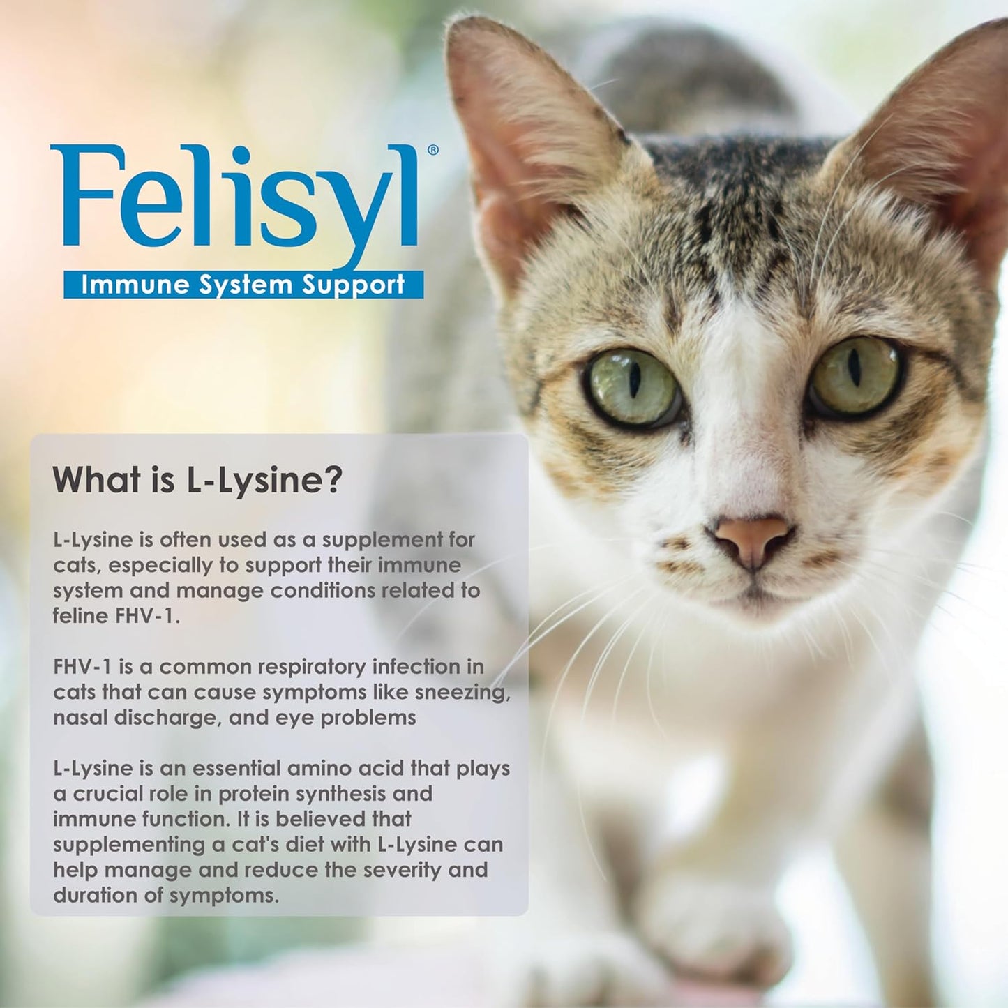 L-Lysine Gel for Cats & Kittens (5oz) – Immune System, Respiratory & Eye Health Support. Reduces Sneezing, Runny Nose & Watery Eyes. Daily Salmon-Flavor Supplement – Made in USA