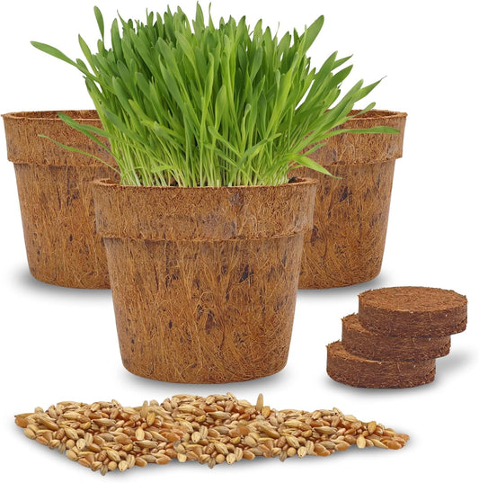 Cat Grass Kit for Indoor Cats - Organic Cat Grass Growing Kit (3 Pack) with Soil Discs, Coco Fiber Pots & Organic Seeds - Natural Hairball Control & Digestion Remedy