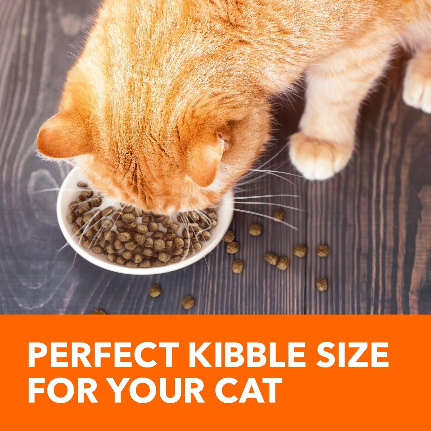 IAMS Proactive Health Healthy Adult Dry Cat Food with Real Salmon, 22 lb. Bag