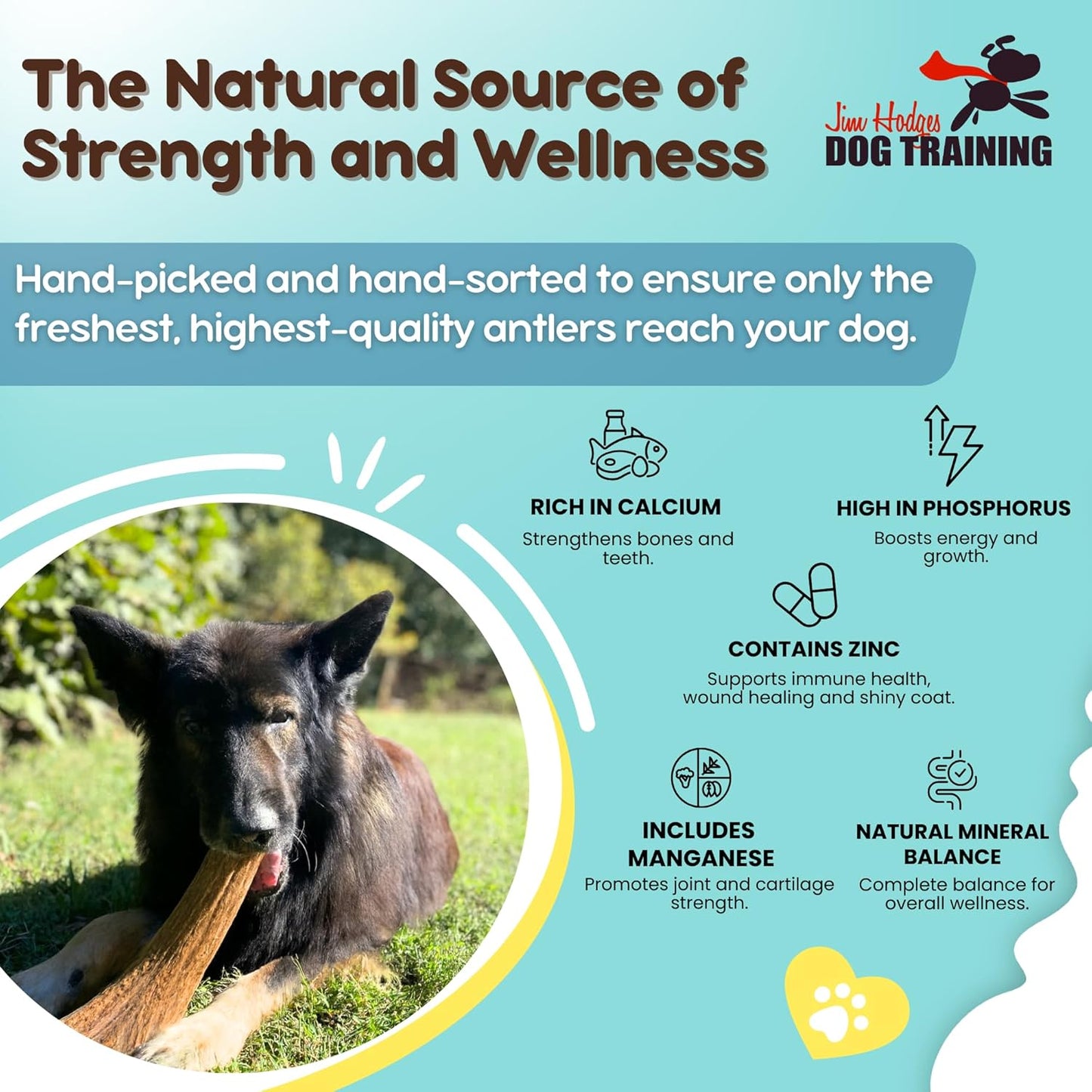 Grade A Premium Quality Elk Antler Dog Chews, Naturally Shed No Preservatives for Mild to Aggressive Chewers, Long Lasting Bone Treat Made in USA (Large Whole 2 Pack)