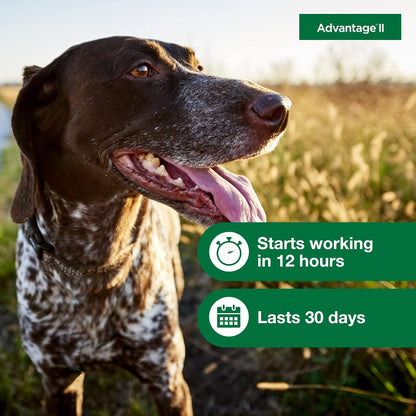 Bundle of Advantage II Medium Dog| Dogs 11-20 lbs. | 4-Month Supply + Pet Protect Body Comfort+ Supplement for Dogs | 60 Chews