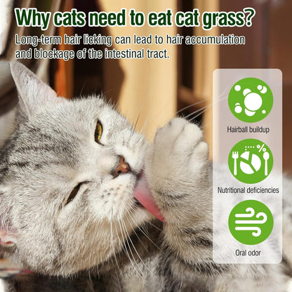 HavenJanny 50g/1.76oz Cat Grass Teething Stick, Cat Grass Stick Canned for Indoor Cats, Cats Treats Hairball Relief and Teeth Cleaning