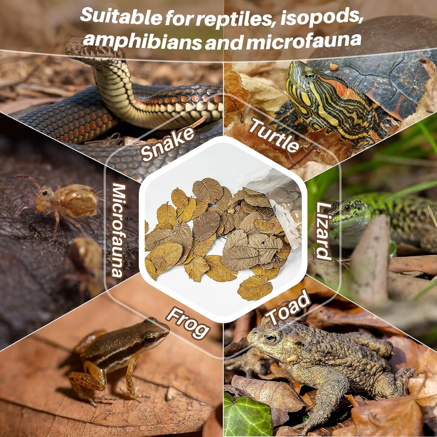 MAQIHAN 7 OZ Dry Oak Leaf Litter - Leaf Litter for Reptiles Oak Leaves for Isopods Live Substrate for Snakes, Frogs, Isopods, Terrarium Bedding