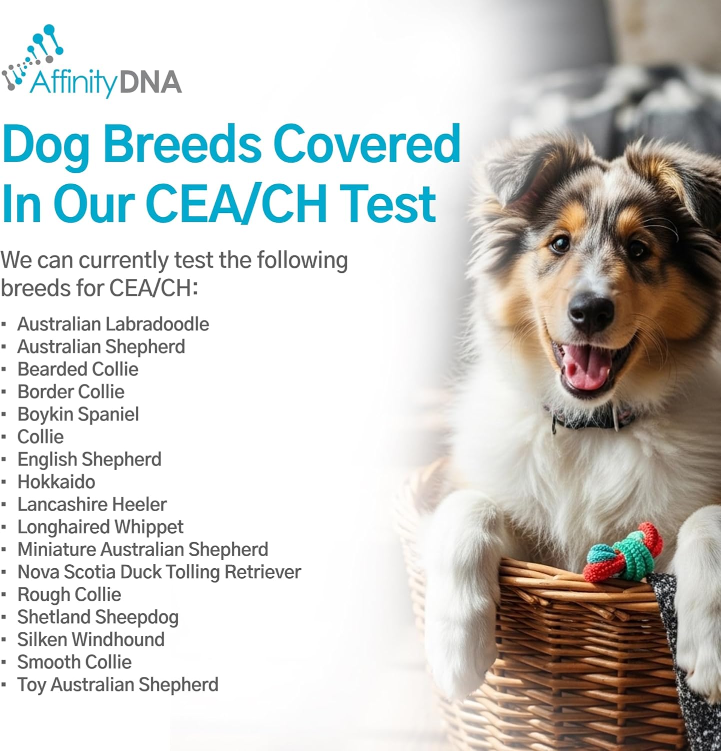 Dog Collie Eye Anomaly Choroidal Hypoplasia (CEA/CH) DNA Test | Home Sample Collection Kit for 1 Dog | Results in 7 Working Days | A Complete Kit with No Extra Fees