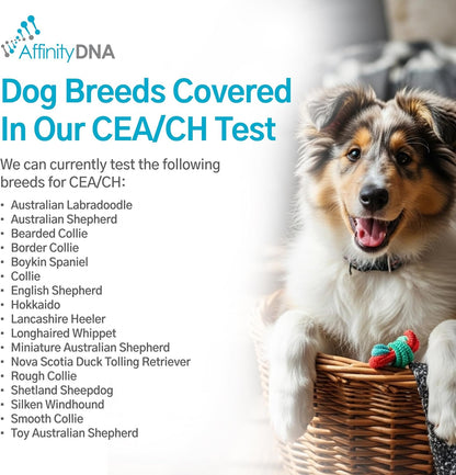 Dog Collie Eye Anomaly Choroidal Hypoplasia (CEA/CH) DNA Test | Home Sample Collection Kit for 1 Dog | Results in 7 Working Days | A Complete Kit with No Extra Fees