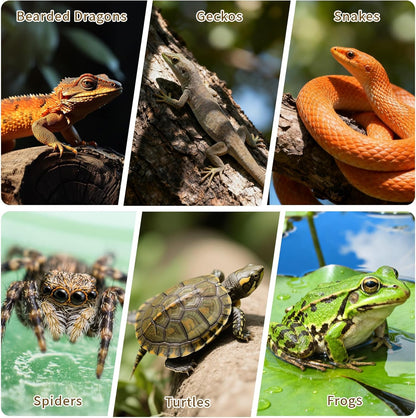 2pcs Cork Bark 12x8 inch Natural Cork Reptile Background, Terrarium Climbing Mat Wall Decor for Bearded Dragons, Lizards, Geckos, Turtles, Snakes, Frogs, Spiders - Habitat Accessories